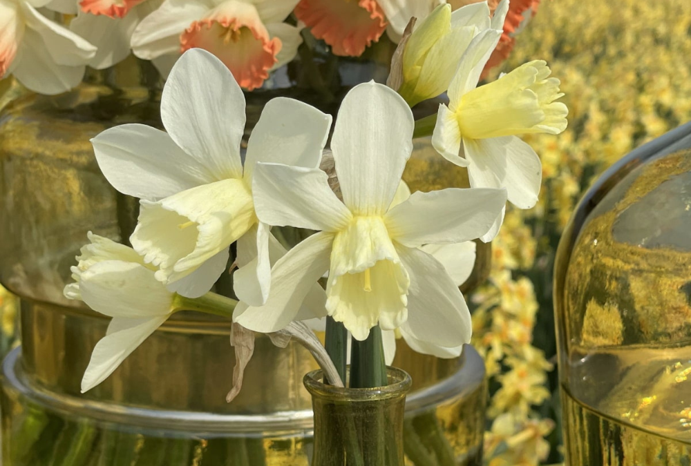 Daffodil in vase