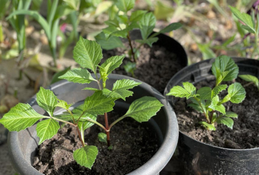 Potting and advancing dahlias