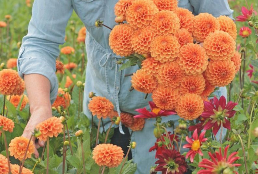 Picking garden dahlias