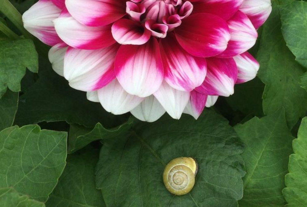 How do I prevent snails in my dahlias?