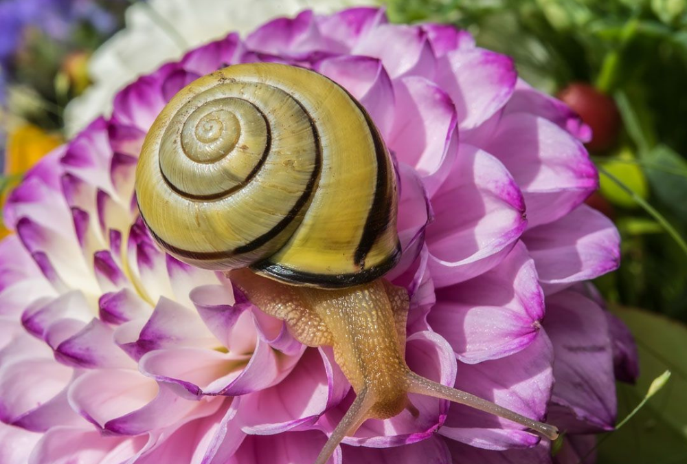 How do I prevent snails and slugs in my dahlias?