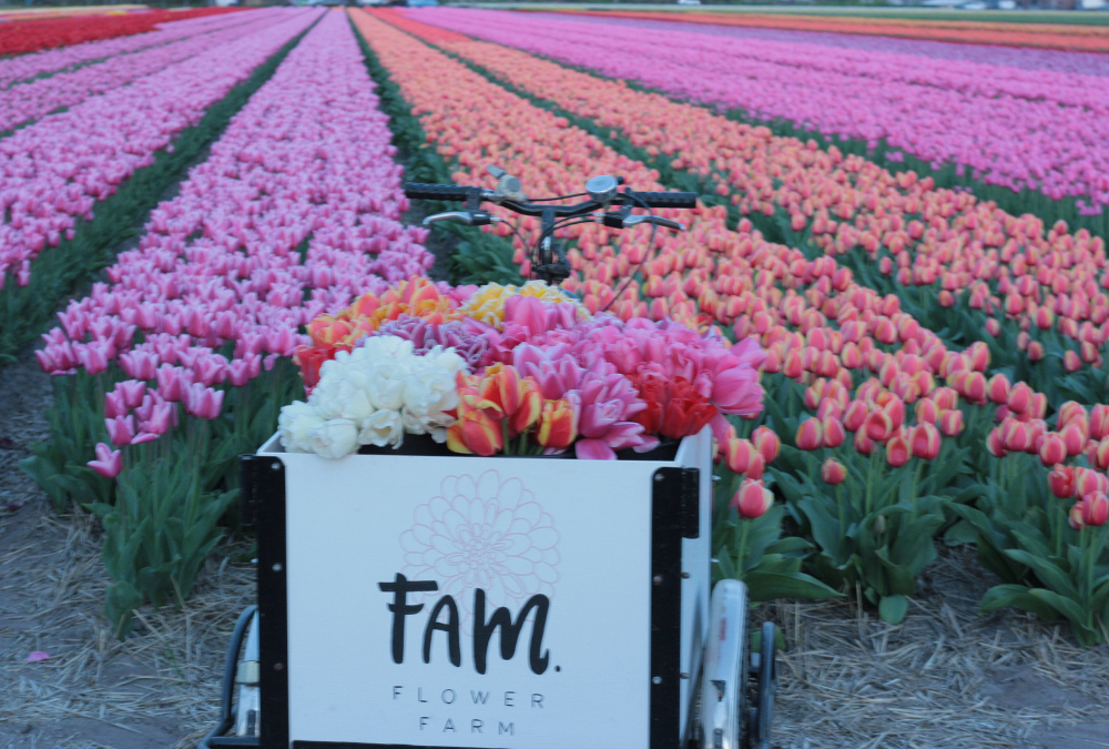 Blogs about visiting our tulip fields
