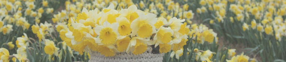 Narcissus fields Narcissus fields