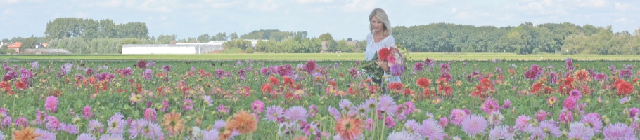 Dahlia fields Dahlia fields