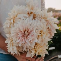 Dahlia Cafe au Lait