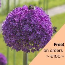 Allium Ambassador 1 st.