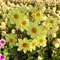 Dahlia Kelsey Sunshine