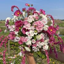 Mix Cotton Candy 5x flower seeds