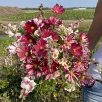 Cherry Blush 3 x flower seeds