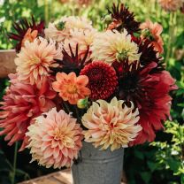 Autumn mix