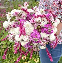 Pink Whispers 5 x flower seeds