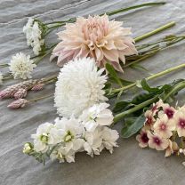 Mix Ivory Symphony 6x flower seeds