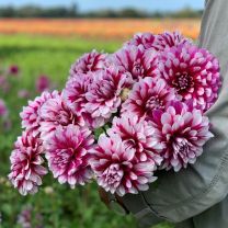 Dahlia Patches