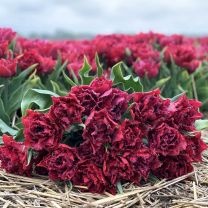 Tulip Cranberry Thistle