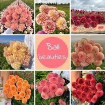 Mix Ball Beauties (8 dahlias)