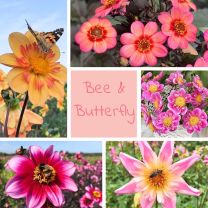 Bees and Butterfly Party