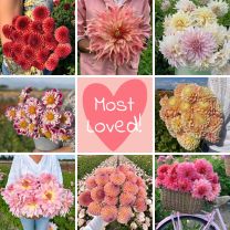 Mix Most Loved (8 dahlias)