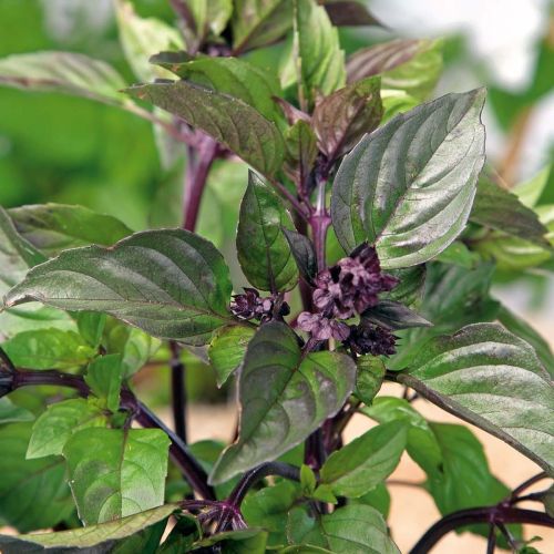 Cinnamon Basil