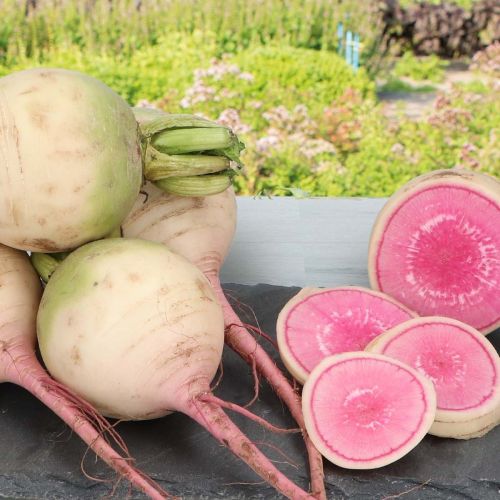 Chinese Radish Red Impression F1