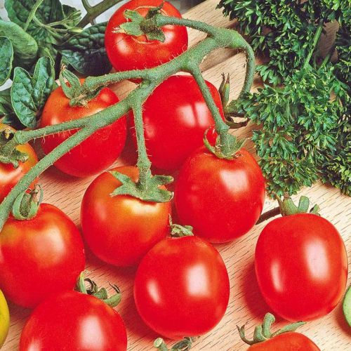 Cherry Tomato Tiny Tim