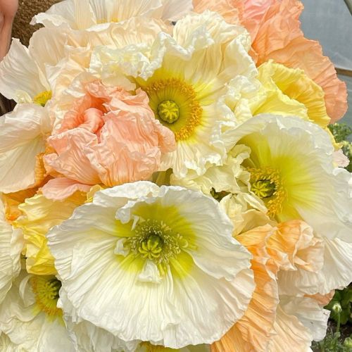 Iceland Poppy (1.000x) Colibri Sherbet Mix