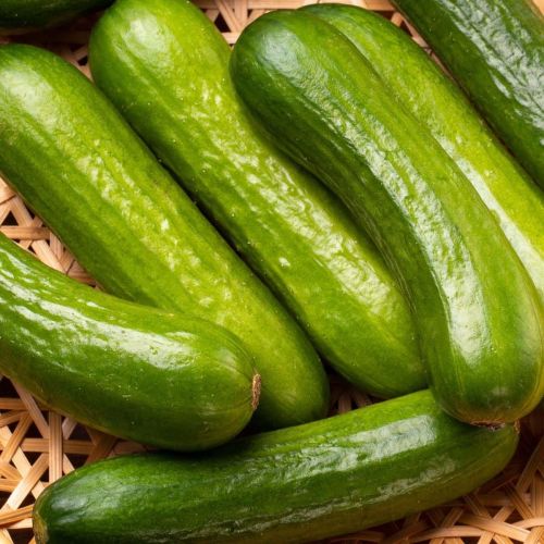 Cucumber Iznik Snack F1