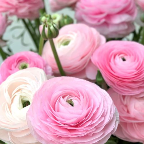 Ranunculus Elegance Rosa Chiaro