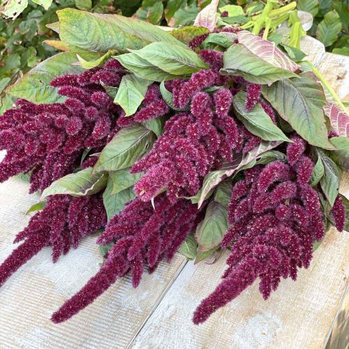 Amaranthus Velvet Curtains