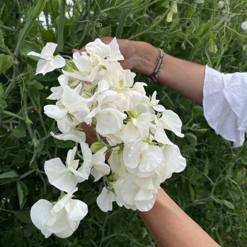 Lathyrus Odoratus Royal Wedding
