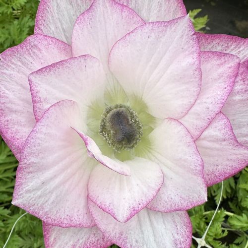 Anemone Mistral Edge