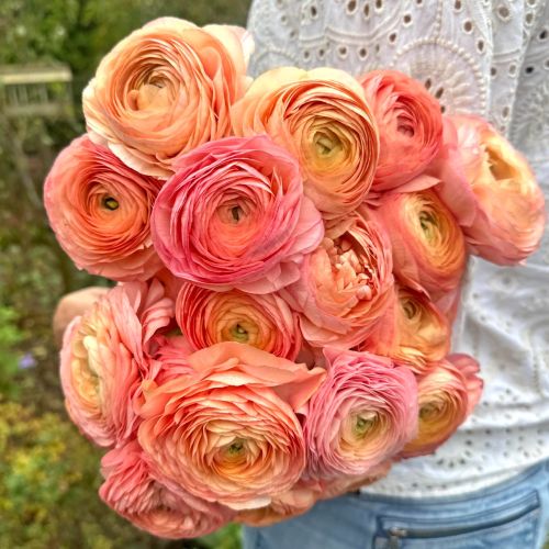 Ranunculus Elegance Salmone