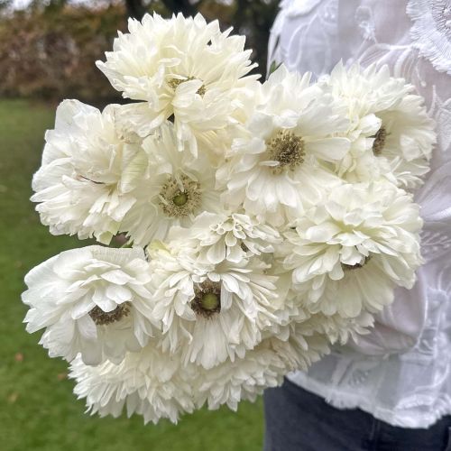 Anemone Levante Bianco