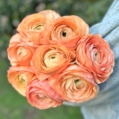 Ranunculus Cloni Succes Grand Pastel