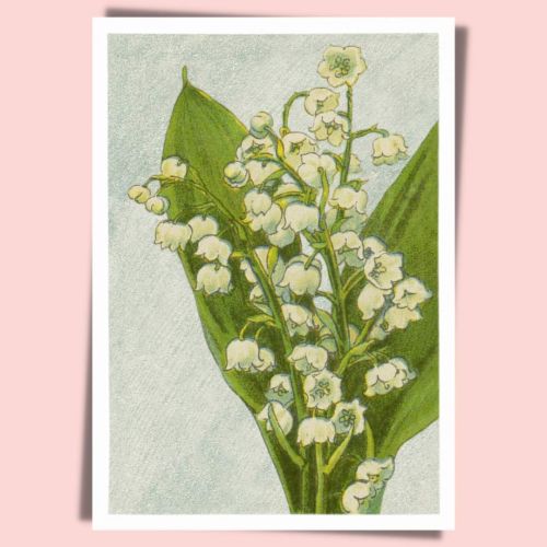 Lily of the valley
