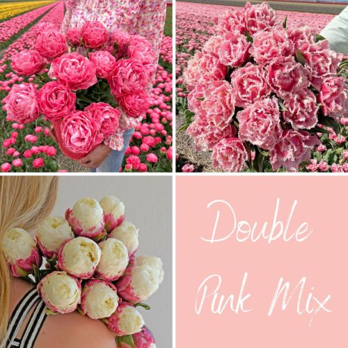 Mix Double Pink Short