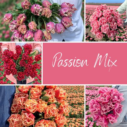 Mix Passion