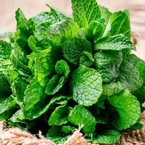 Mint Peppermint