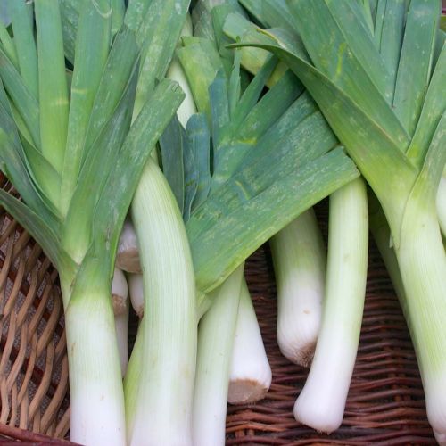 Bluegreen Winter Leek