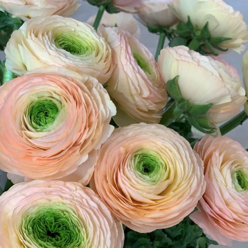 Ranonkels Cloni Succes Tuareg