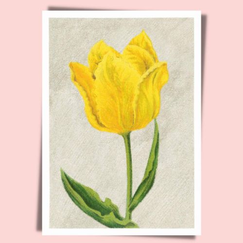 Tulip Mon Trésor