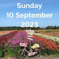 Visit dahlia fields 10 September 2023