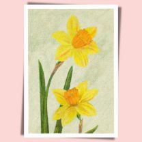 Daffodil Sir Watkin