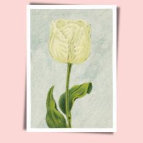 Tulip Witte Valk