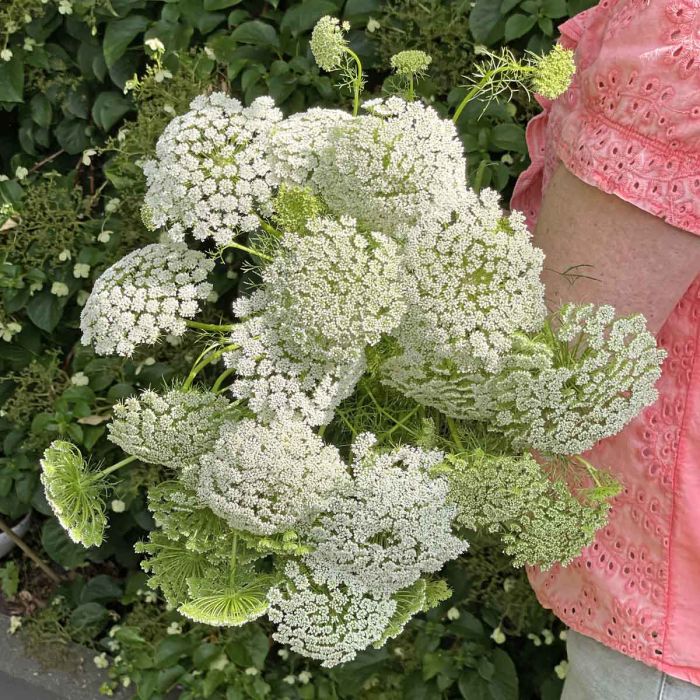 ミミグラント Mystic Leaves Buy Bishop's Weed - 'Green Mist' | Gartenzauber