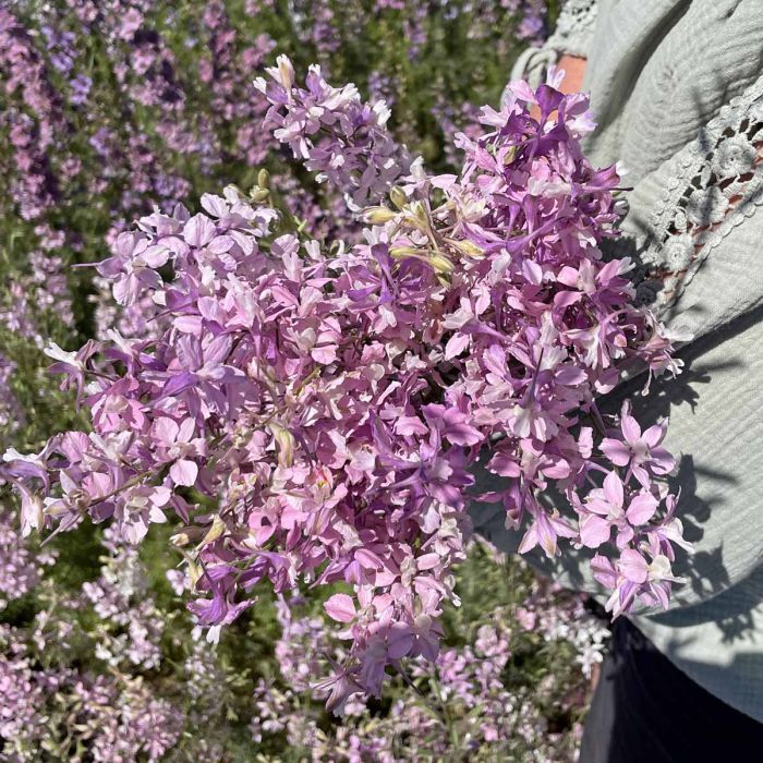 belladonna Delphinium Fancy Belladonna