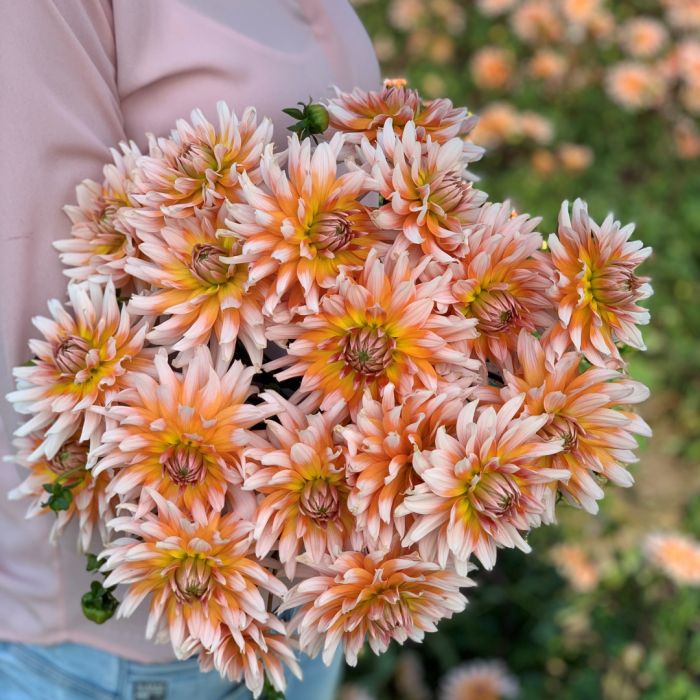 Dahlia Okapi's Sunset, top quality dahlia tubers directly