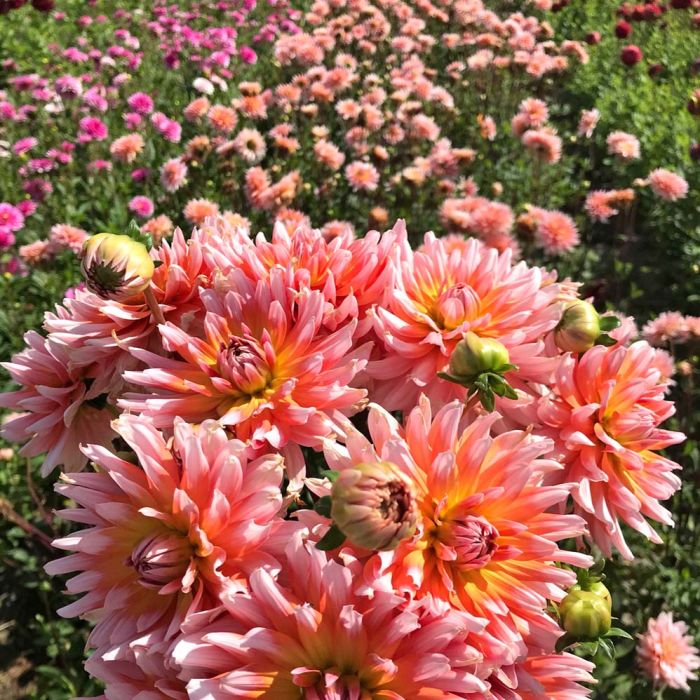 Dahlia Okapi's Sunset, top quality dahlia tubers directly