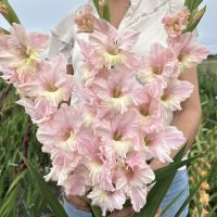 Gladiolus Pink Lightning