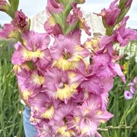 Gladiolus Sunbelt