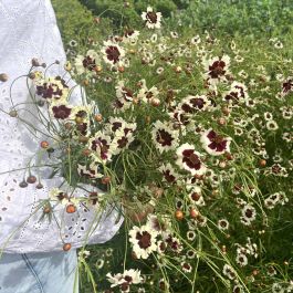 セール特価 img_0884_aa_coreopsis_low.jpg 小物